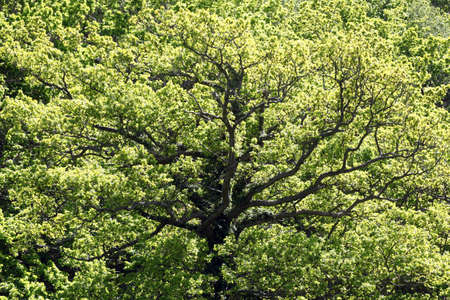 Beautiful tree oak translucent, illuminated by the sun and with clear trunk and branchesの写真素材