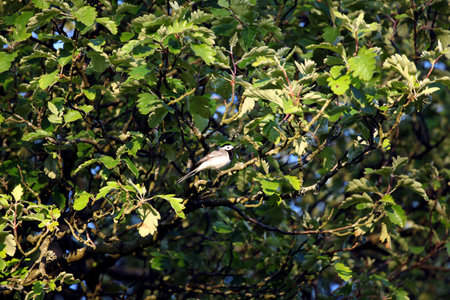 Small, slender and graceful and extremely lively passerine that is constantly on the move. Walks with nodding head movements, and often lunges after prey, then freezes in motion with tail swinging stronglyの写真素材