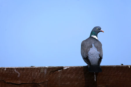 A city dove with a strong gazeの写真素材
