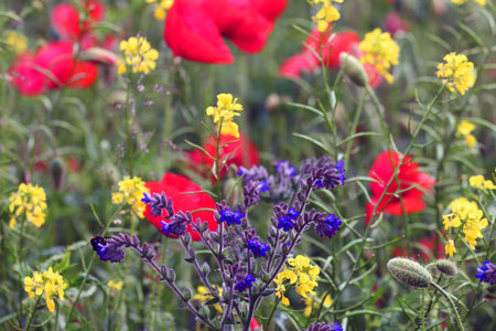 Mixed flowers and bumble beeの写真素材