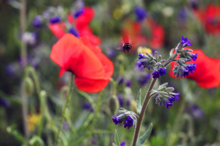 Mixed flowers and bumble beeの写真素材