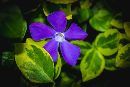 Beautiful purple spring flower in a spring green grassの写真素材