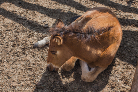 brown foalの写真素材