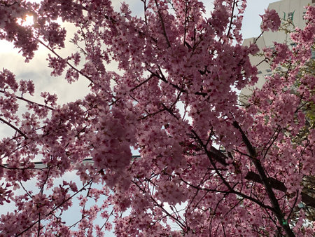 A view of Kuala Lumpur. Kuala Lumpur is the capital and largest city of Malaysia.の写真素材