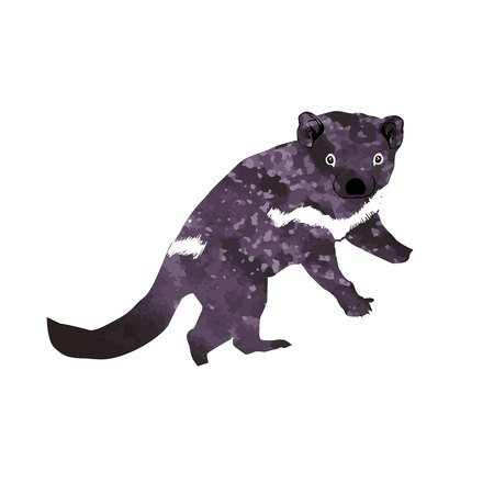 Tasmanian devil (Diabolus ursinus). Animal Australiaのイラスト素材