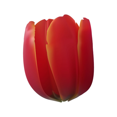 tulip red realistic flowerのイラスト素材