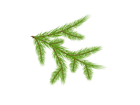 Green lush spruce branch.のイラスト素材