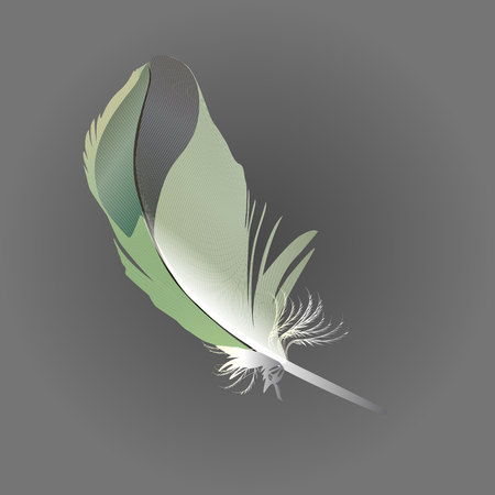 Colorful detailed green bird feather, isolated on white background, Vector illustrationのイラスト素材