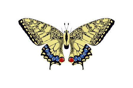 butterfly yellow, blue, red and black color.のイラスト素材