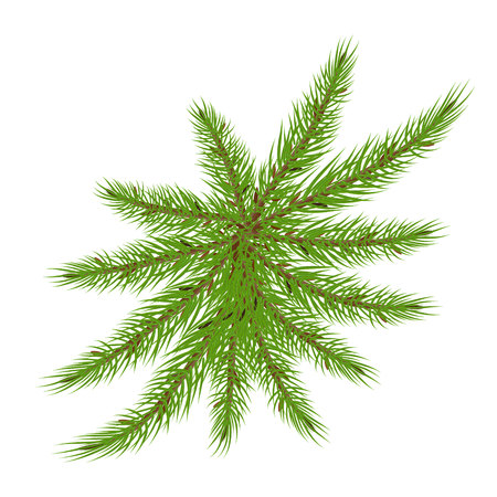spruce branches in the form of a palm treeのイラスト素材