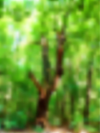 Blurred mesh background with a summer landscape with birch and other treesのイラスト素材
