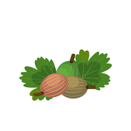 illustration of berries gooseberryのイラスト素材