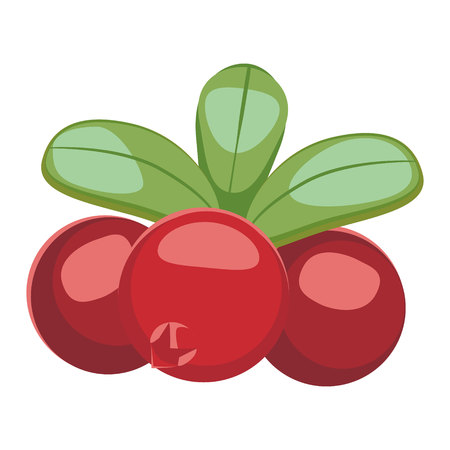 Cowberry Lingonberry Vaccinium vitis-idaea isolated on white background. Vector illustrationのイラスト素材