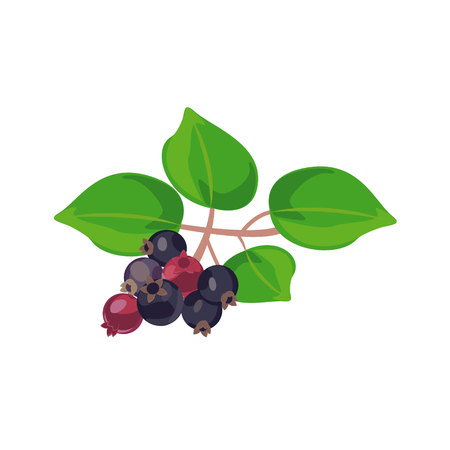 illustration of Amelanchier. vector illustrationのイラスト素材