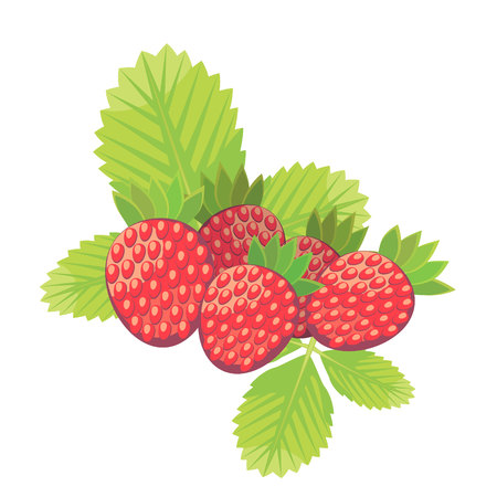 illustration of strawberryのイラスト素材