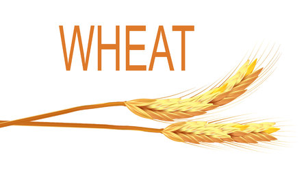 Realistic ear of wheat isolated vector illustrationのイラスト素材