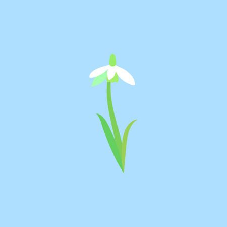 delicate white wildflower with stem and leaves. Snowdrop or common snowdrop Galanthus nivalis flowers. vector illustrationのイラスト素材