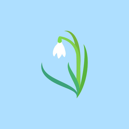delicate white wildflower with stem and leaves. Snowdrop or common snowdrop Galanthus nivalis flowers. vector illustrationのイラスト素材