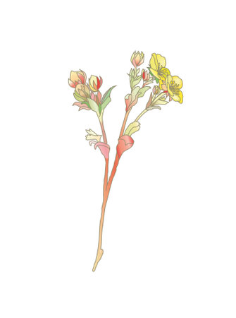 Wildflowers. Buttercups. Flowers line drawnのイラスト素材