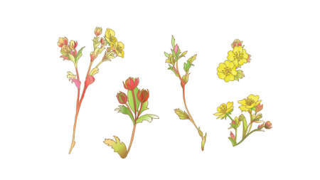 Wildflowers. Buttercups. Flowers line drawnのイラスト素材