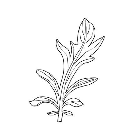 Cornflower Centaurea cyanus, medicinal and honey plant.のイラスト素材