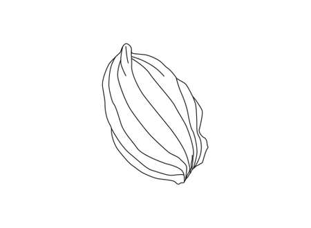 Plantain. Medicinal plant wild field flower.Sketch.Hand drawn outline vector illustration,のイラスト素材