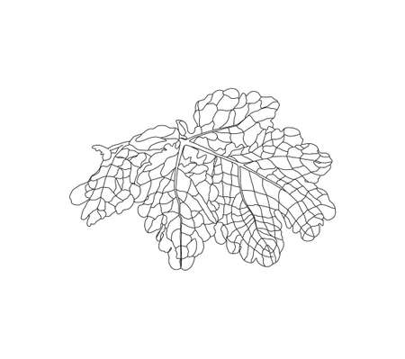 Annual herbaceous plant celandine, celandine root, MEDICINAL PLANT. NON-TRADITIONAL MEDICINE.のイラスト素材