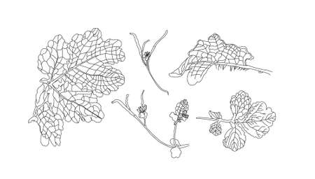 Annual herbaceous plant celandine, celandine root, MEDICINAL PLANT. NON-TRADITIONAL MEDICINE.のイラスト素材