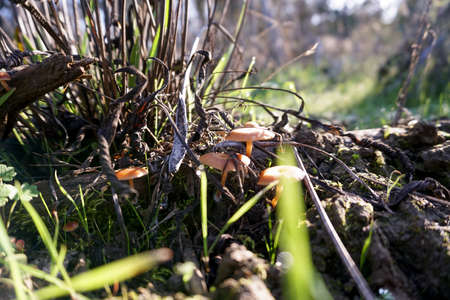 Mushrooms growing in the forest. Autumn season. Selective focus.の写真素材