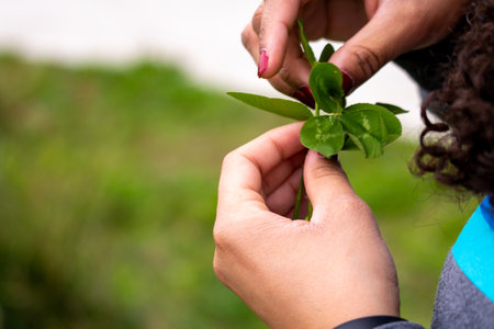 A young woman holding a small green plant in her hands. Selective focus. nature.の写真素材
