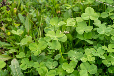 Green clover leaves close-up on a green background. Nature background