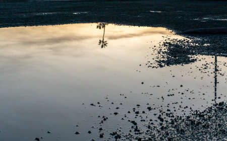 Reflection of palm trees in a puddle in the early morning