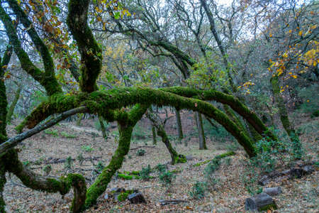 Old oak tree in the autumn forest with moss on the branches.の写真素材