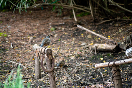 A common quail sits on a wooden fence in the shade.