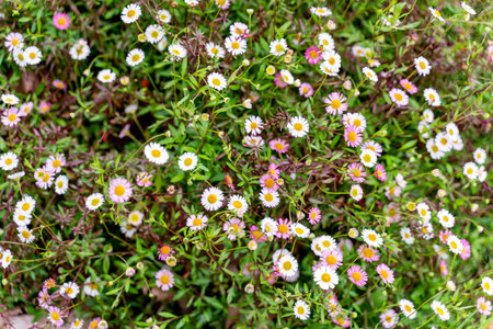 White and pink daisies blooming in the garden, top view