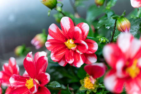 Close up of red dahlia flower with water drops on petalsの写真素材