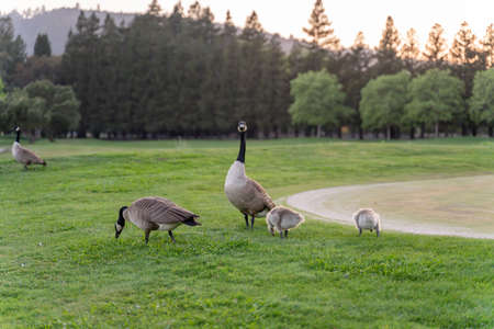 Geese and goslings on the green grass in the park