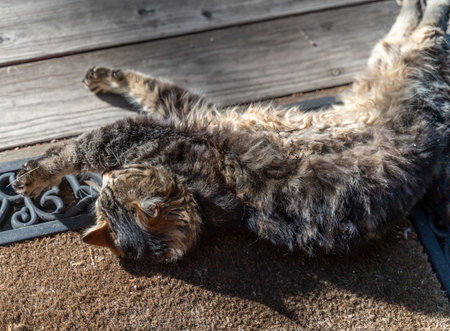 Cute tabby cat sleeping on the floor in the garden.