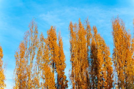 yellow birch trees in autumn against the blue sky. High quality photo