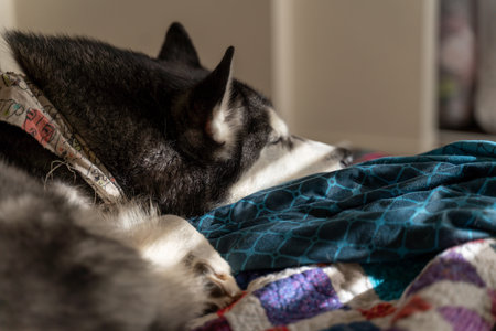 Siberian Husky sleeping on a blanket in the room.
