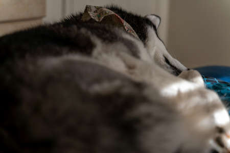 Siberian Husky sleeping on the bed at home. Selective focus.の写真素材