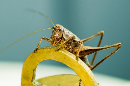 Bush-cricket came to my house againの写真素材
