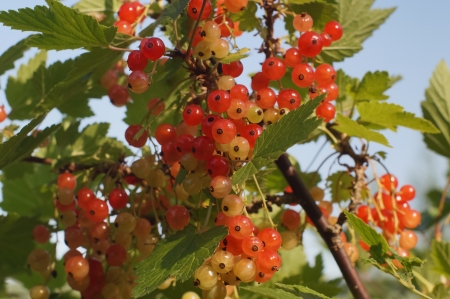 Almost ripen red currantsの写真素材