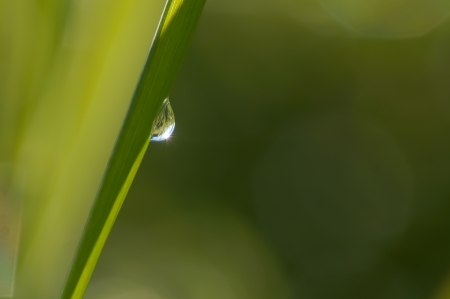 One water drop on grassの写真素材