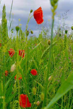 Poppy flowers in the field on a background of the blue sky. Captured in Estonia during the White Nights season.の写真素材