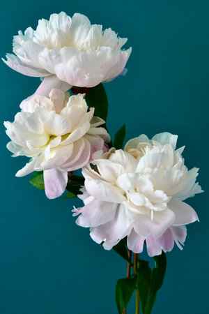 Peony flowers on a blue background. Beautiful peony flowers.の写真素材