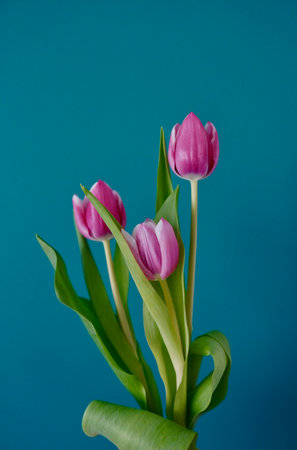 Pink tulips on a blue background.の写真素材
