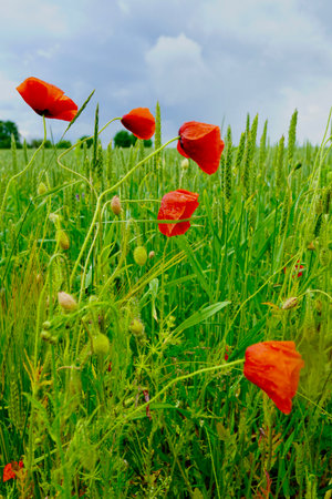 Poppy flowers in the field on a background of the blue sky. Captured in Estonia during the White Nights season.の写真素材