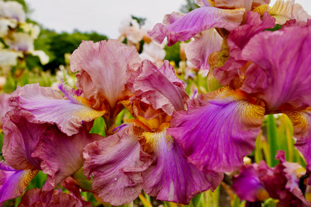 Beautiful iris flowers blooming in summer. Captured in Tallinn Botanical Garden.の写真素材