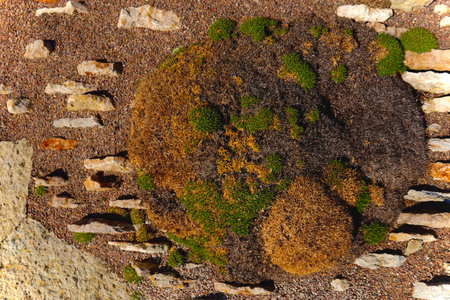 Moss and lichen growing on a stone wall. Top view. Shot in Tallinn Botanical garden.の写真素材